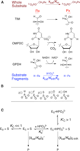 Enzymatic catalysis of a reaction between two substrates