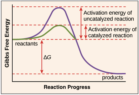 enzyme S to P reaction