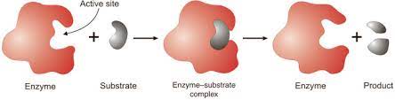 Models of enzyme-substrate interaction
