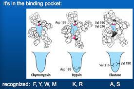Substrate binding by serine proteases