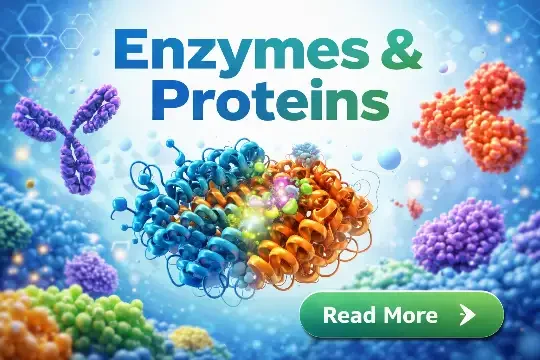 Enzymes and proteins