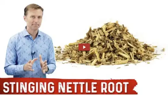 Stinging Nettle Root